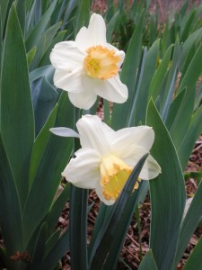 Backyard daffodils